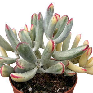 Cotyledon Orbiculata Dinteri Variegado Cluster