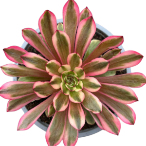 Aeonium White Moonlight
