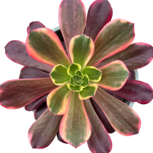 Aeonium Canary