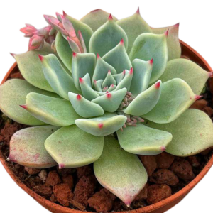 Echeveria Larega