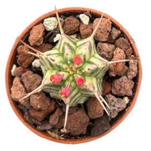 Euphorbia Meloformis Variegada