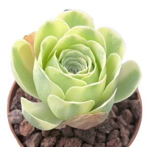 Greenovia Aurea Variegada