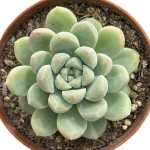 Echeveria Cream Beauty