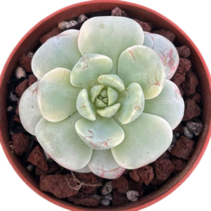 Sedeveria Pudgy Variegada