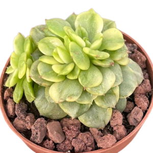 Sedeveria Rolly Variegada