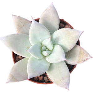 Echeveria Mexicant Giant