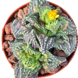 Faucaria Tuberculosa Super Warty