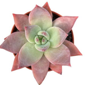 Echeveria Colorata Brandtii