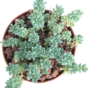 Sedum Dasyphyllum Major