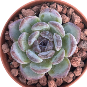 Echeveria Dark Opal