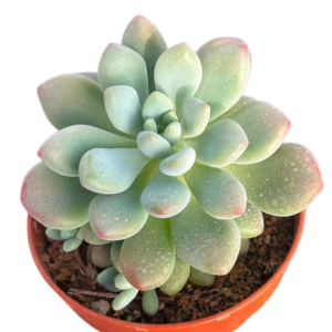 Sedum Caviar