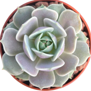 Echeveria Lola