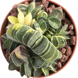 Gasteria Verrucosa Variegada