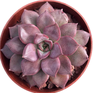 Echeveria Mina Rubra