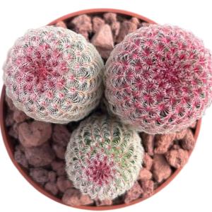 Echinocereus Rigidissimus Rubrispinus