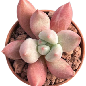 Graptoveria Pink Donna
