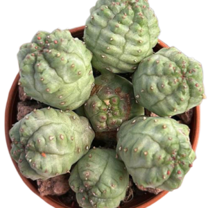 Euphorbia Pseudoglobosa