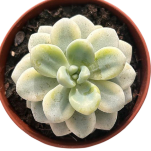 Sedum Clavatum Variegado