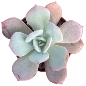 Echeveria Gila