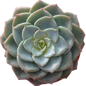 Echeveria Swirl