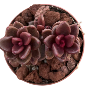 Lenopetalum Chocolate