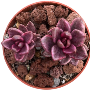 Lenopetalum Chocolate & Strawberries