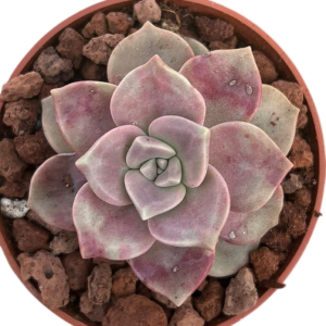 Graptopetalum Foei Gras