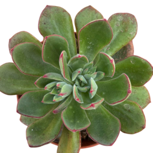 Echeveria Joan Daniel