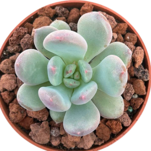 Pachyphytum Pink Lover