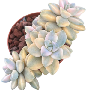 Graptoveria Victor Kane Variegada