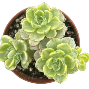 Sedeveria Letizia Variegada