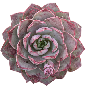 Echeveria Magenta