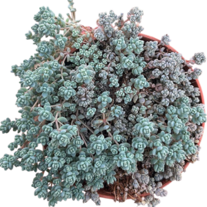 Sedum Dasyphyllum Minor