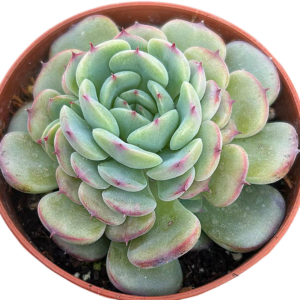 Echeveria Marcel