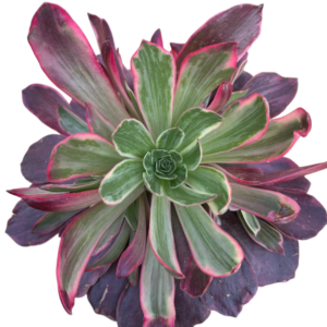 Aeonium Wedding Dress Cluster