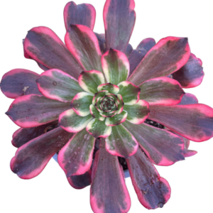 Aeonium Evening Glow