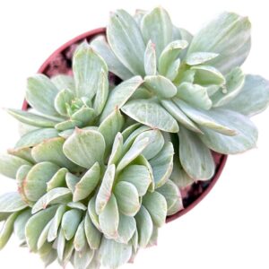 Echeveria Mocha Variegada