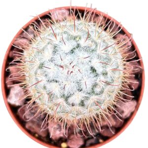 Mammillaria Bombycina