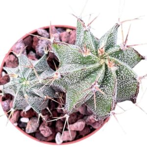 Astrophytum Capricorne