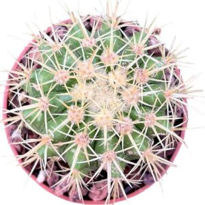 Echinocactus Grusonii