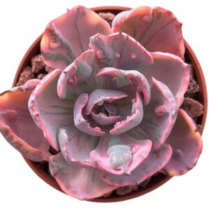 Echeveria Beyonce