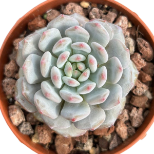 Echeveria Star Orange