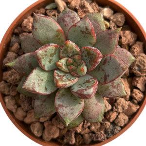 Echeveria Nacre