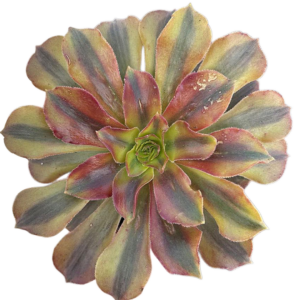 Aeonium Loki