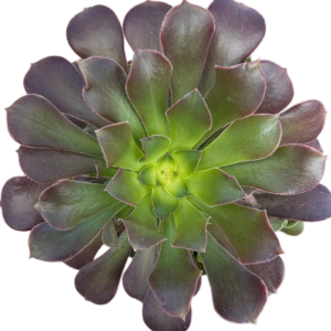Aeonium Athena Cluster