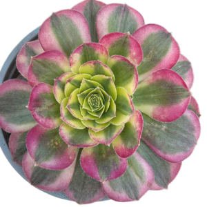 Aeonium Milky White