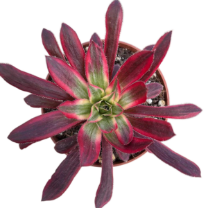 Aeonium Black Magic Variegado