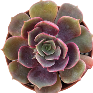 Echeveria Vampire Red Ball