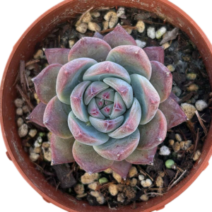Echeveria Colorata Autentica