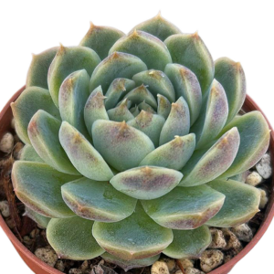Echeveria Baroque